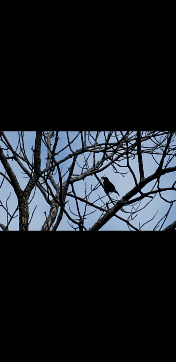 blackbird sp. - ML638612524