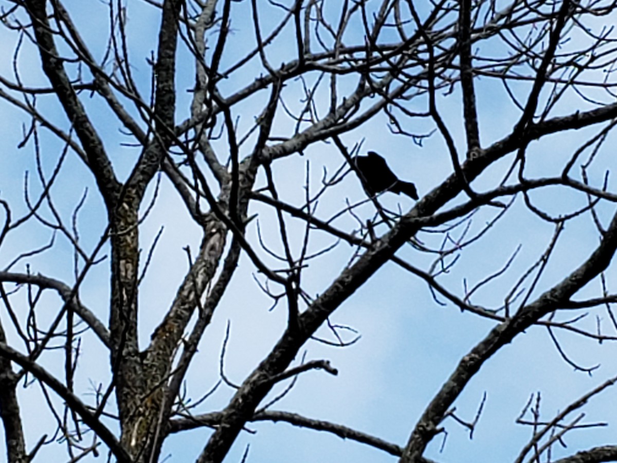 blackbird sp. - ML638612526