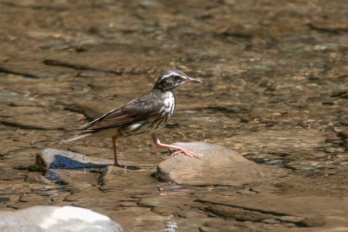 Louisiana Waterthrush - ML638612530