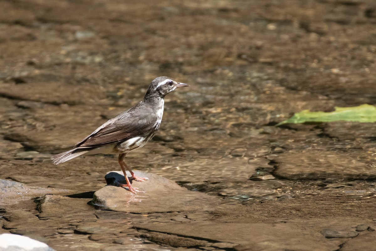 Louisiana Waterthrush - ML638612534