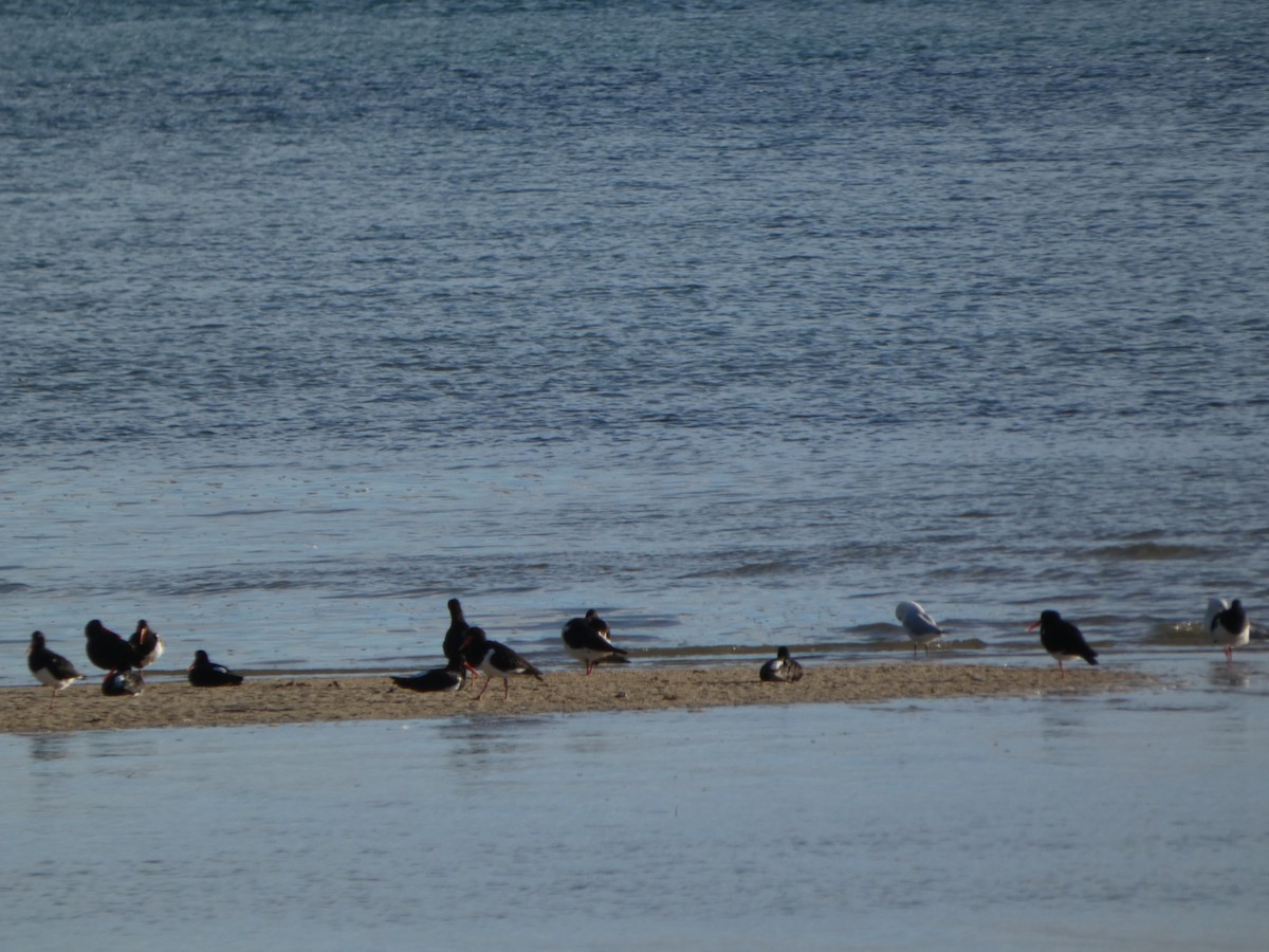 Pied Oystercatcher - ML638612535