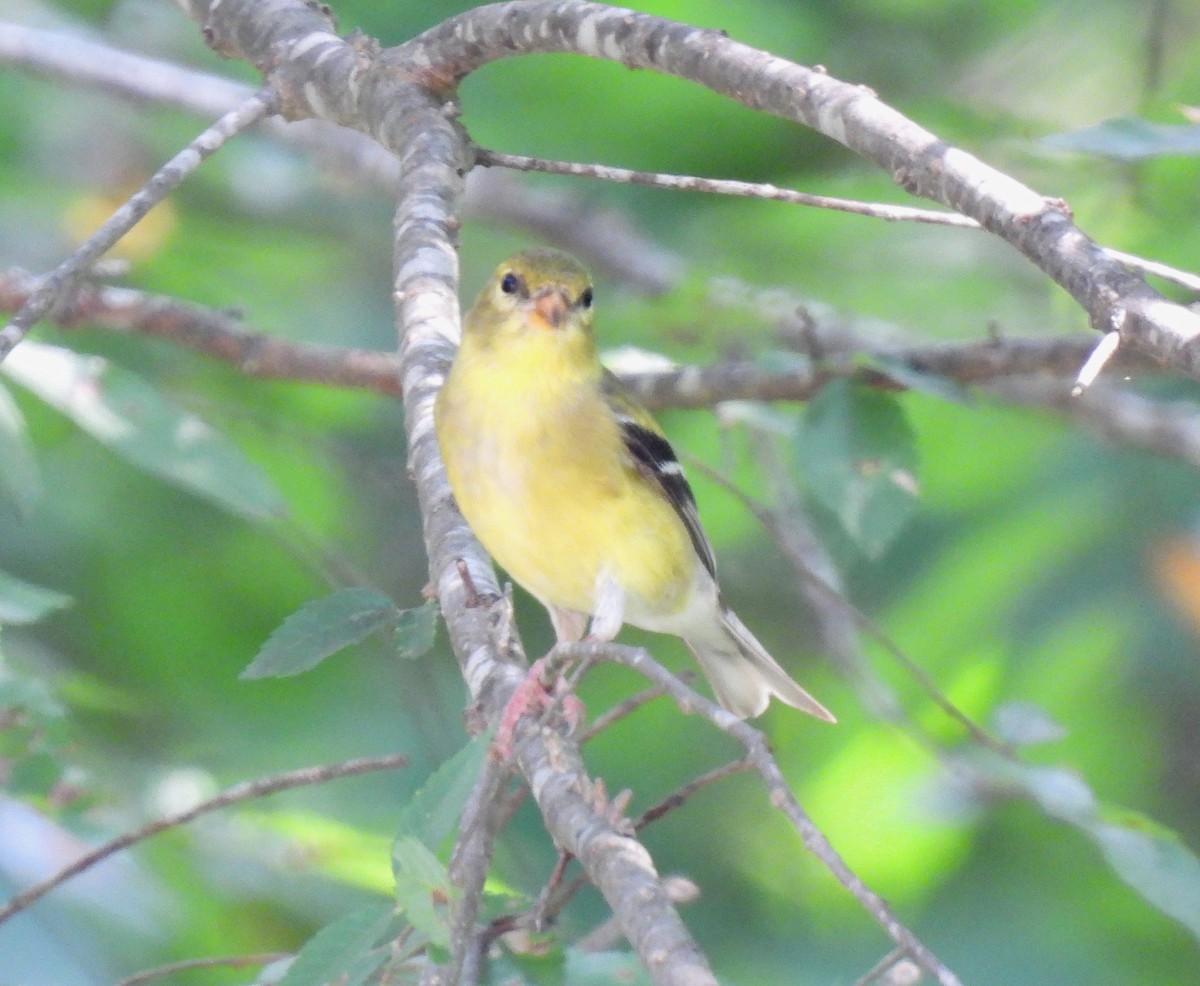 American Goldfinch - ML638612553