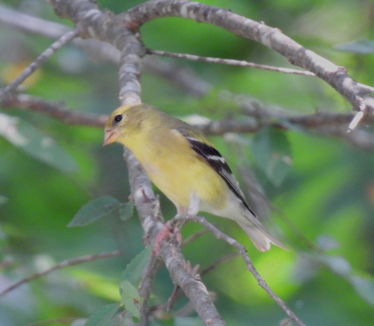 American Goldfinch - ML638612578