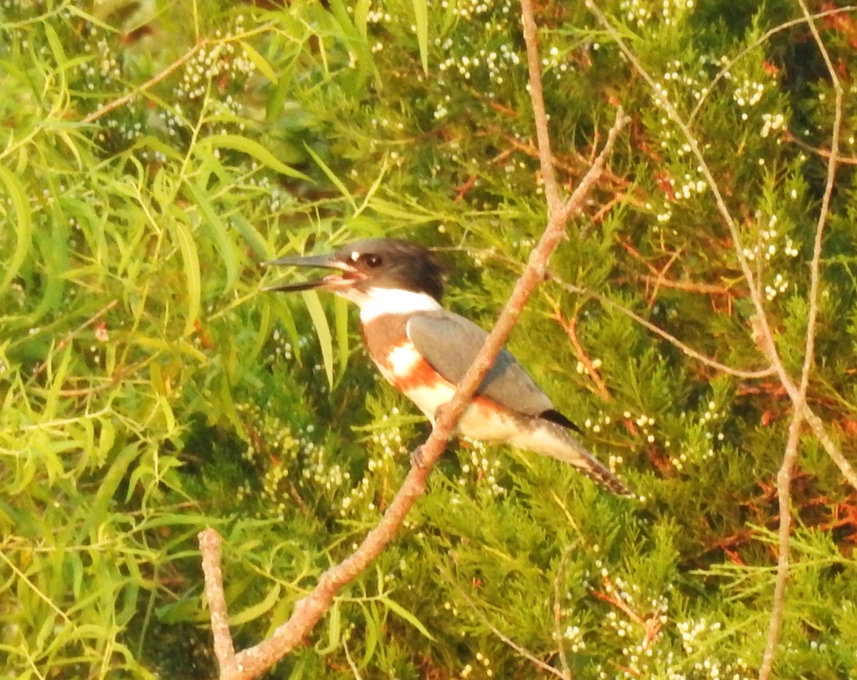שלדג אמריקני - ML638612579