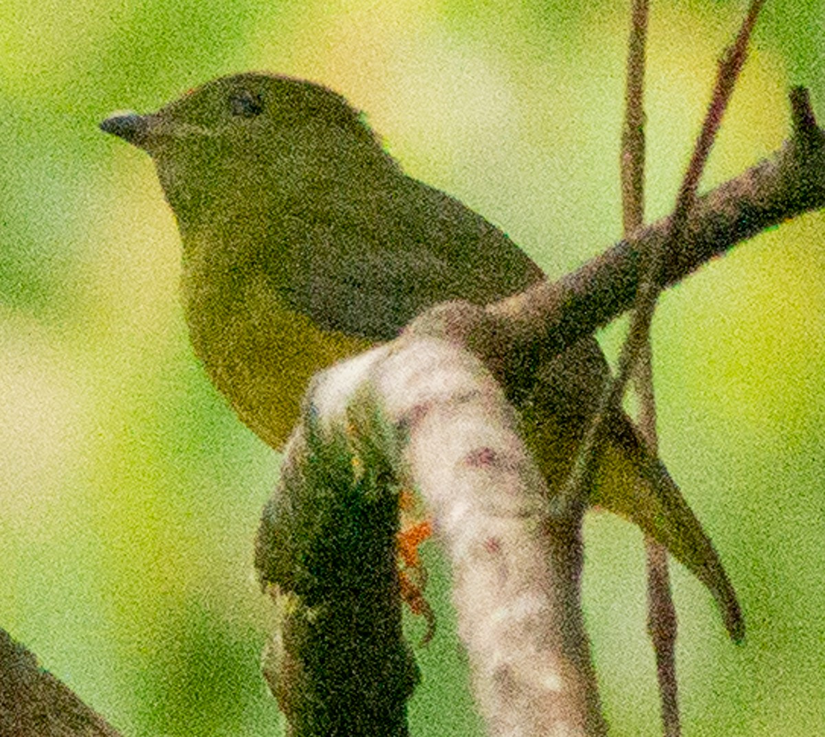 White-collared Manakin - ML638612580