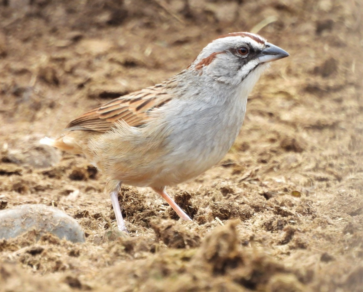 Yungas Sparrow - ML638612595