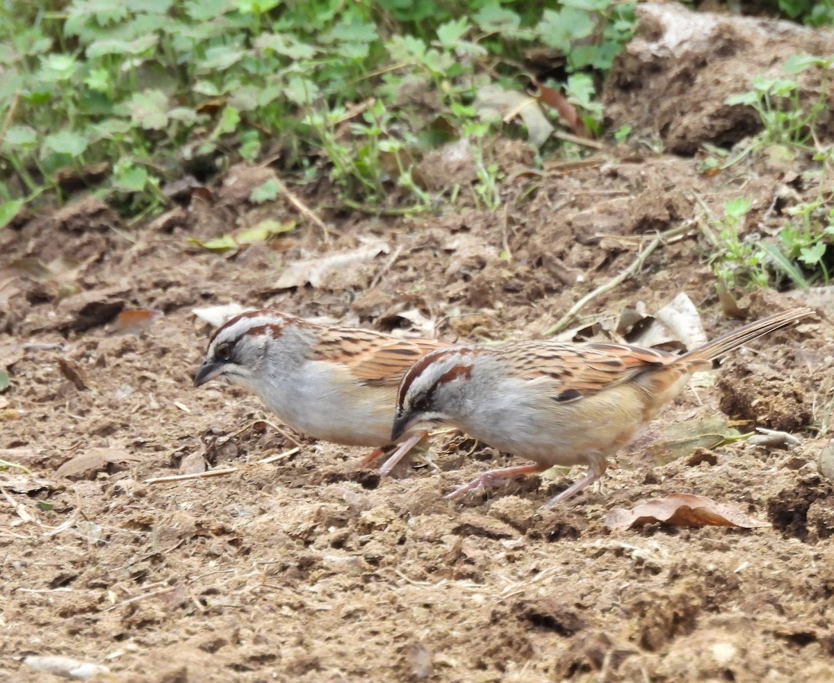 Yungas Sparrow - ML638612596