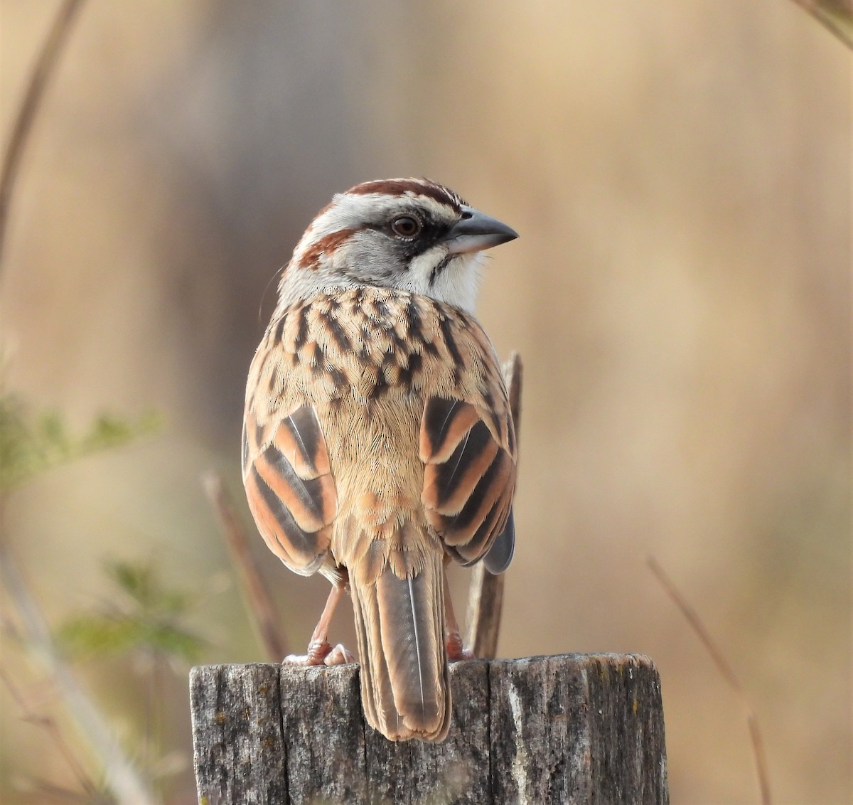Yungas Sparrow - ML638612599
