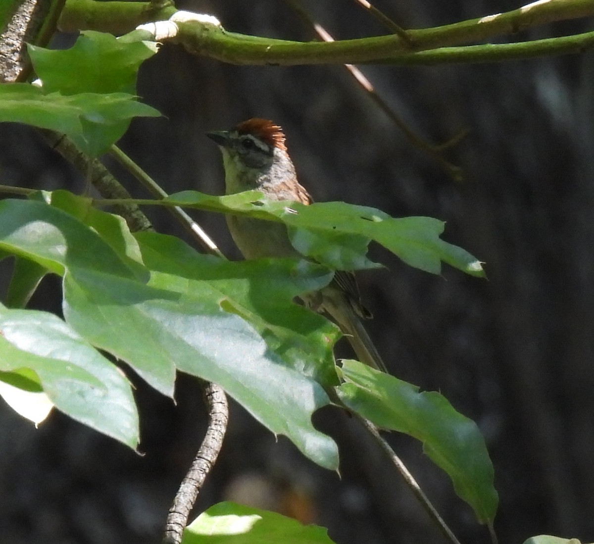 Chipping Sparrow - ML638612609