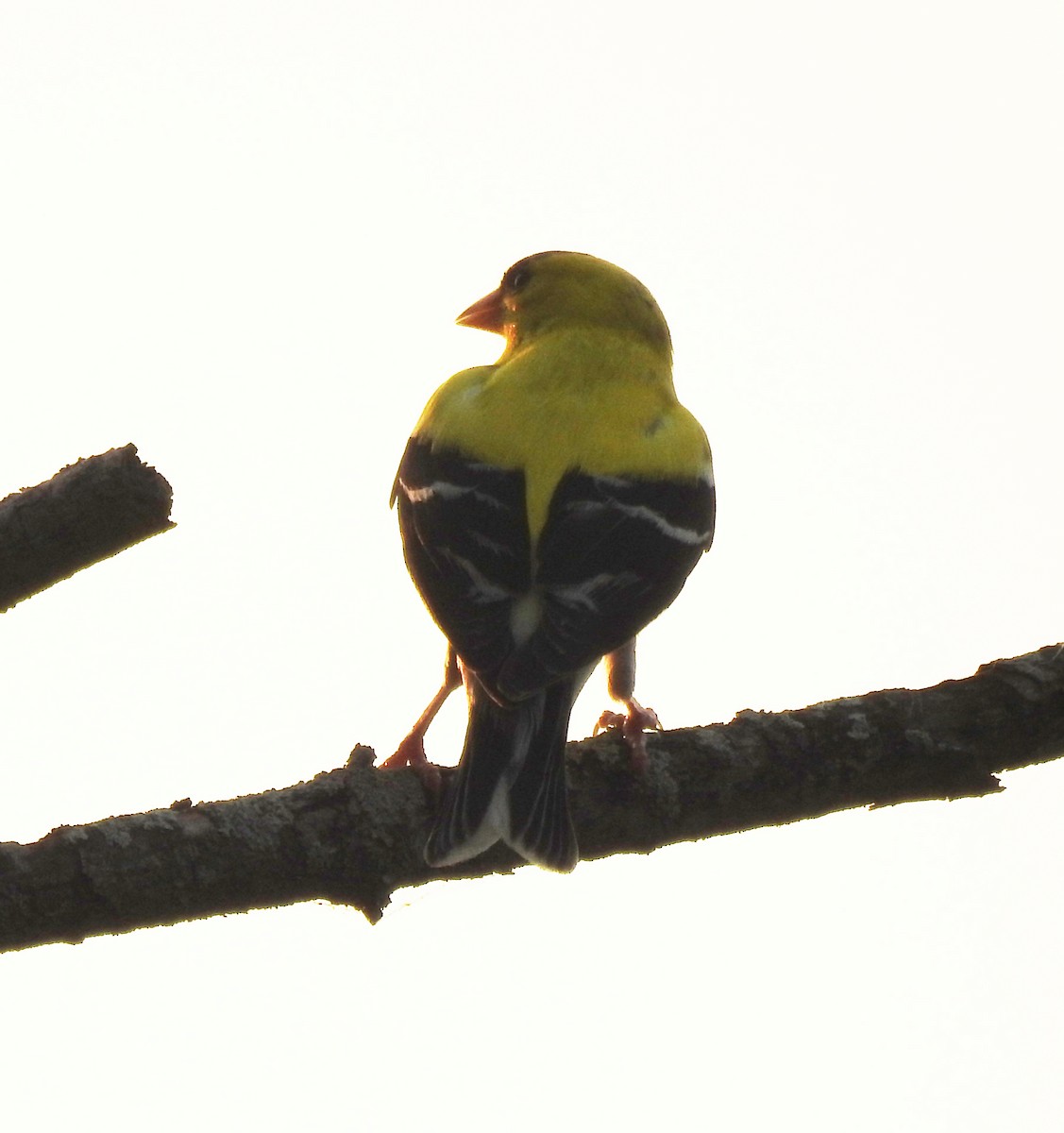 American Goldfinch - ML638612613