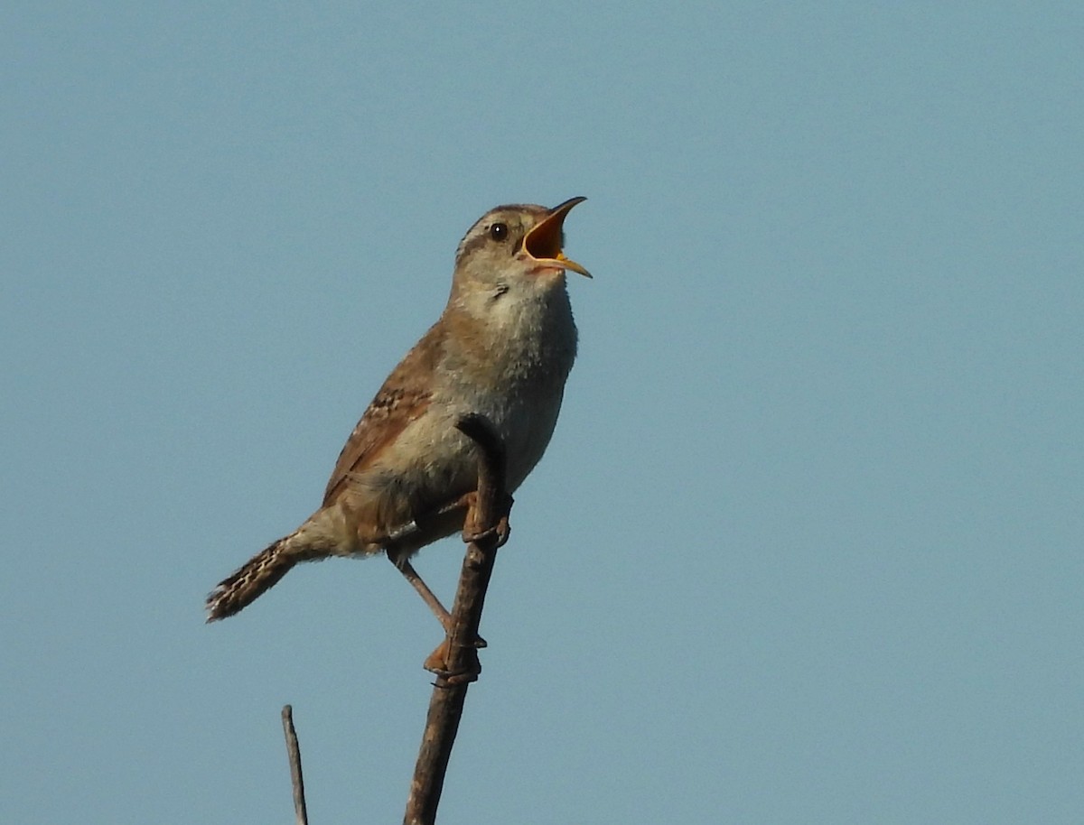 Marsh Wren - ML638612619