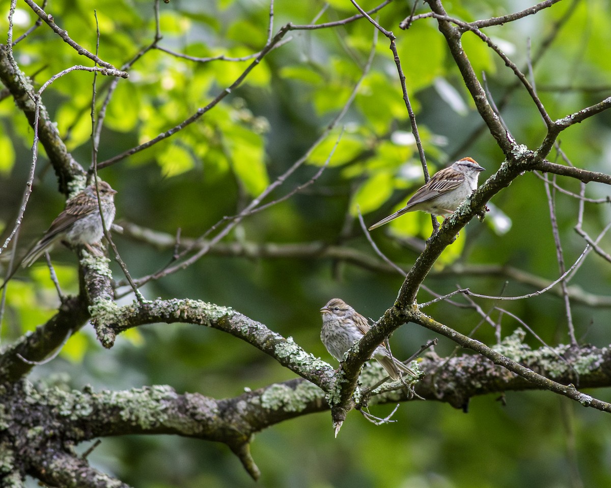 Chipping Sparrow - ML638612621