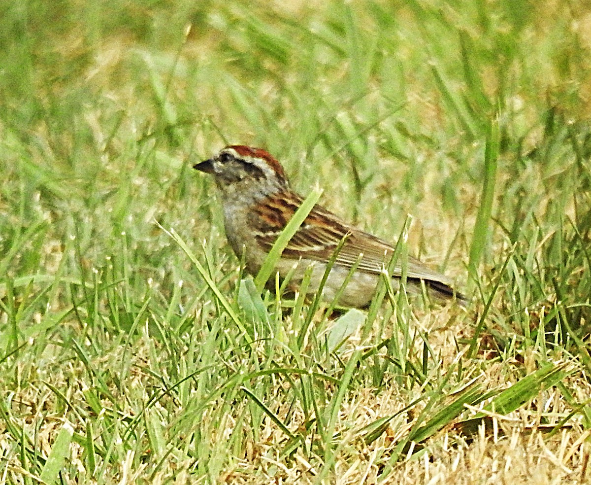 Chipping Sparrow - ML638612630