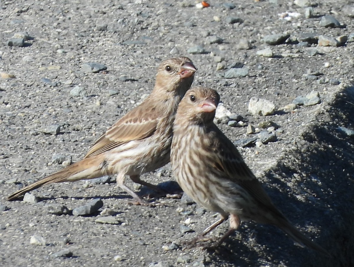 House Finch - ML638612667
