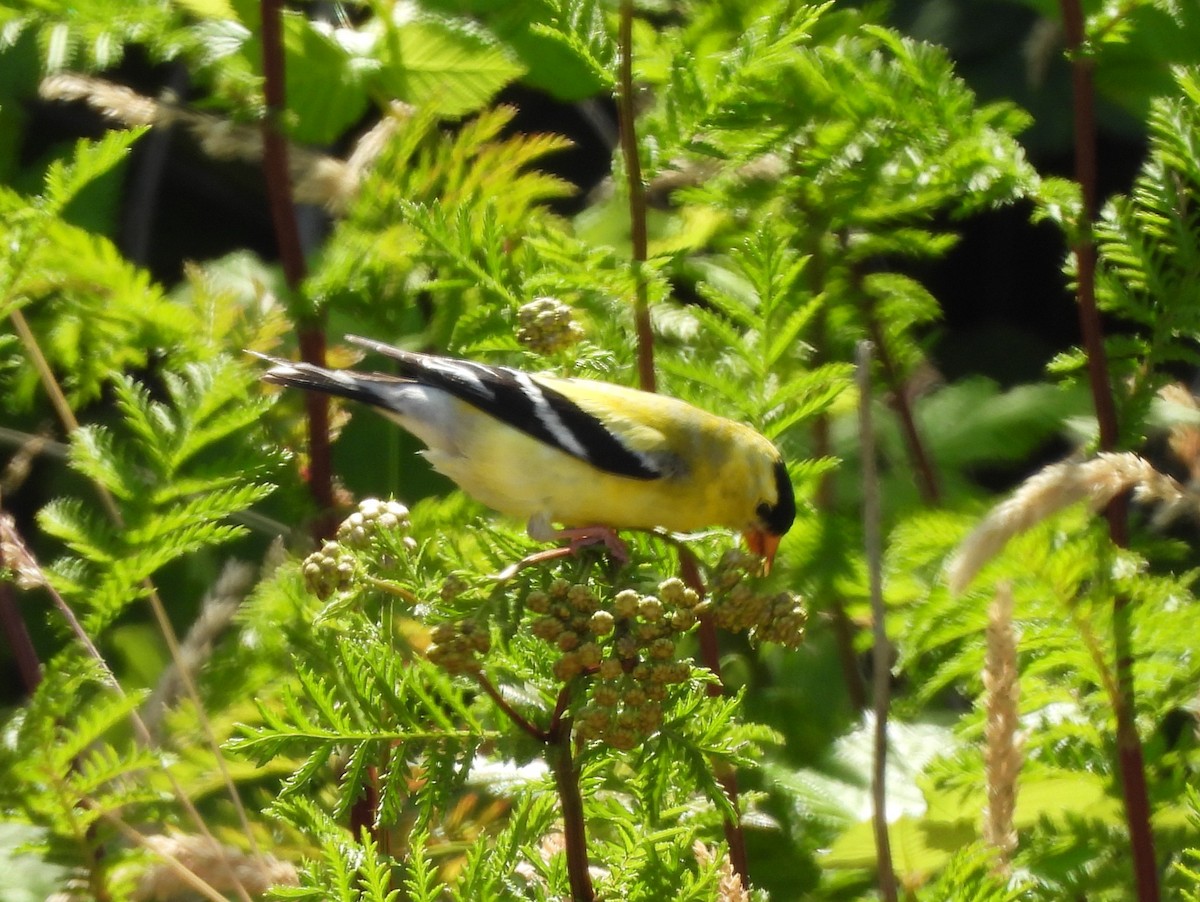 American Goldfinch - ML638612674