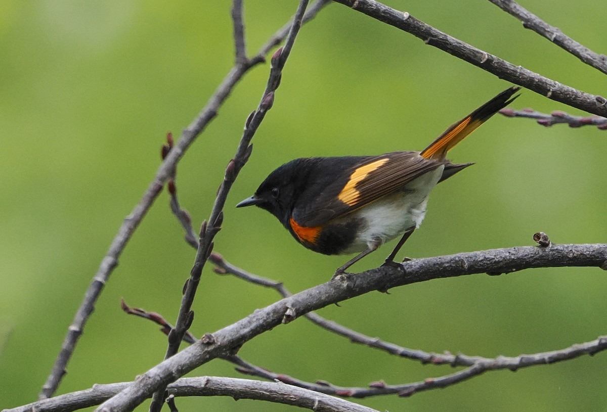 American Redstart - ML638612675
