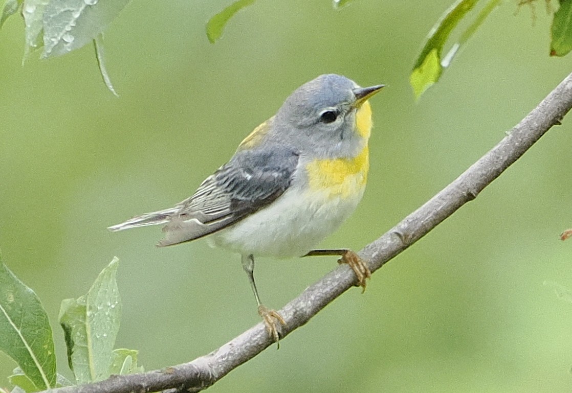 Northern Parula - ML638612688