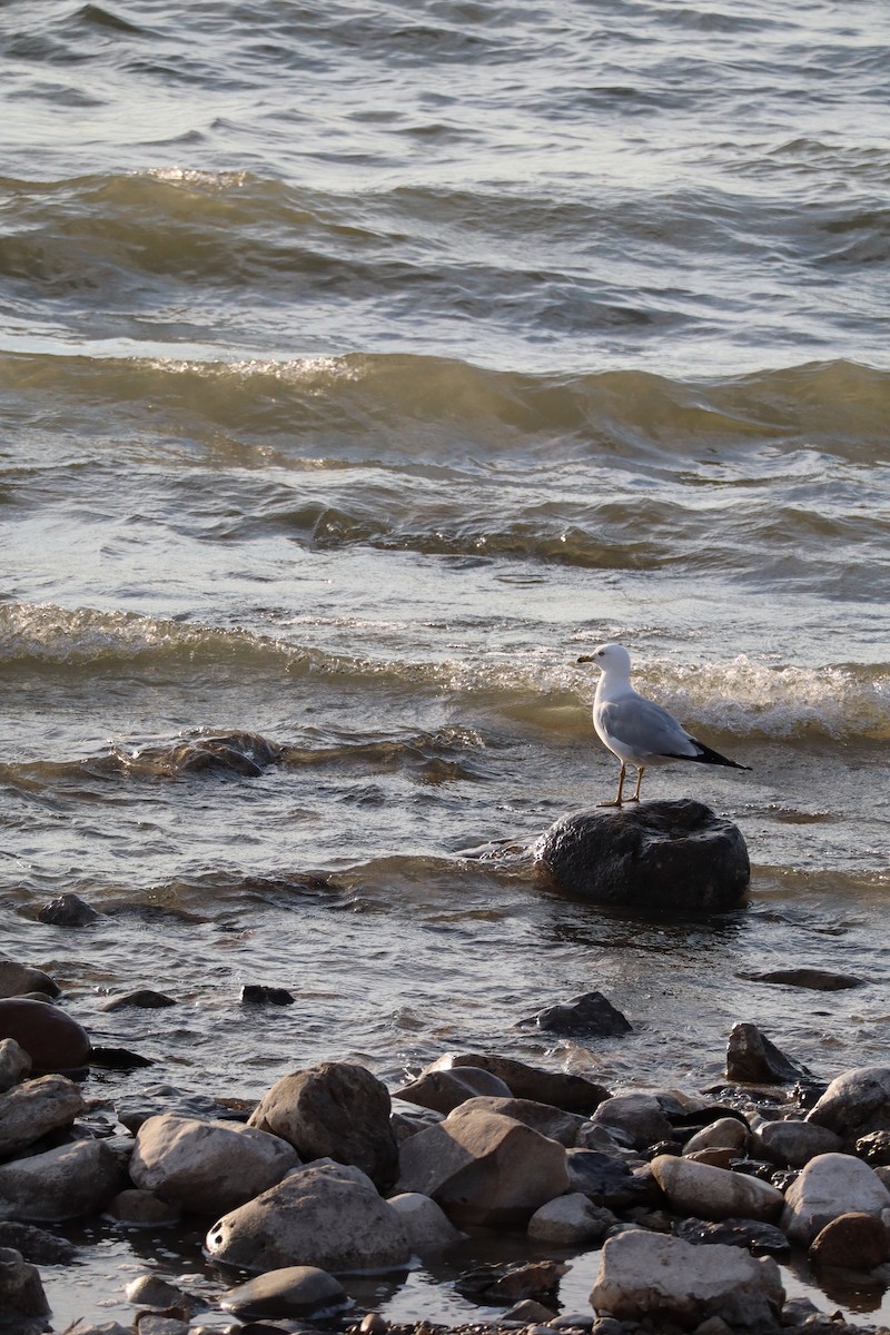 Ring-billed Gull - ML638612704