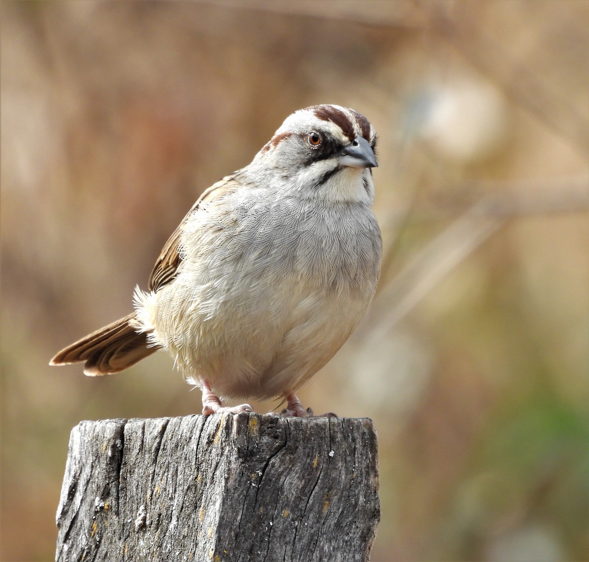 Yungas Sparrow - ML638612706