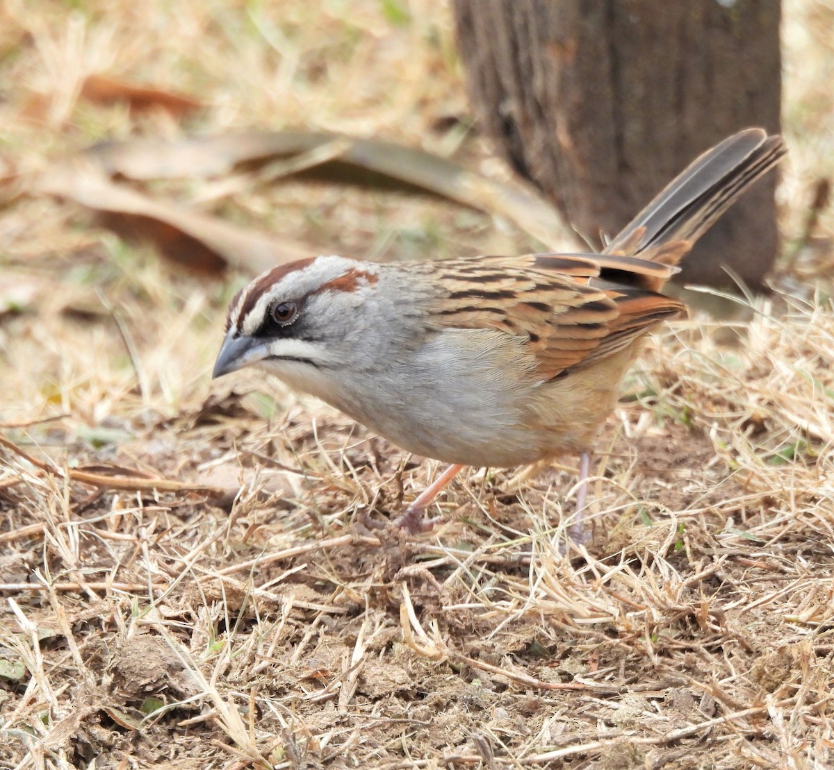 Yungas Sparrow - ML638612707