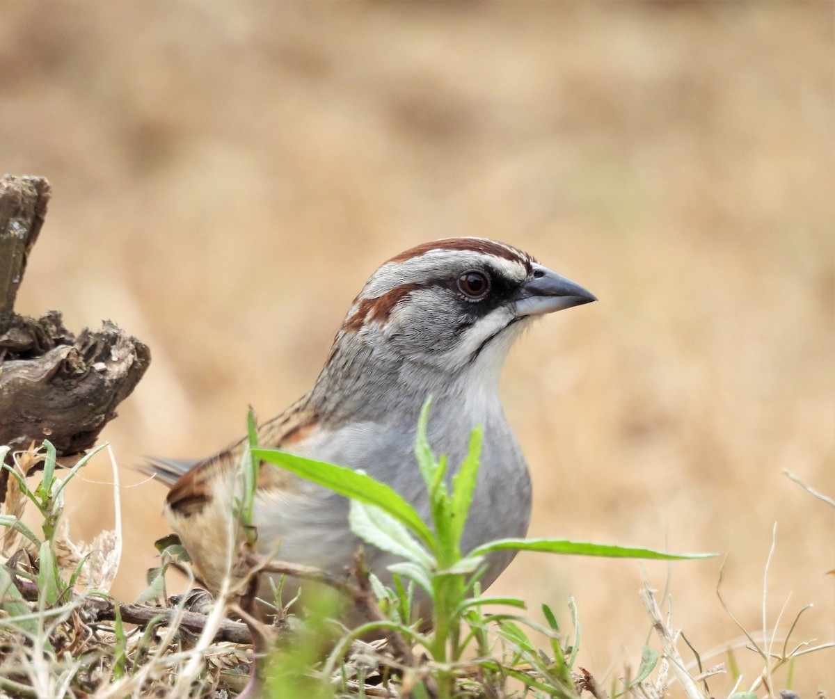 Yungas Sparrow - ML638612708