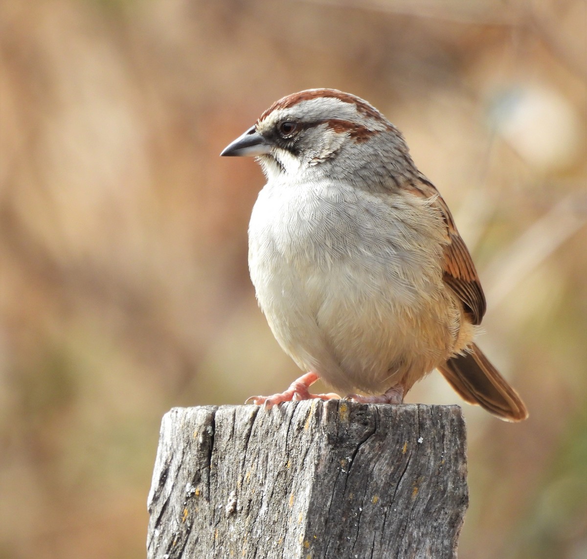 Yungas Sparrow - ML638612709