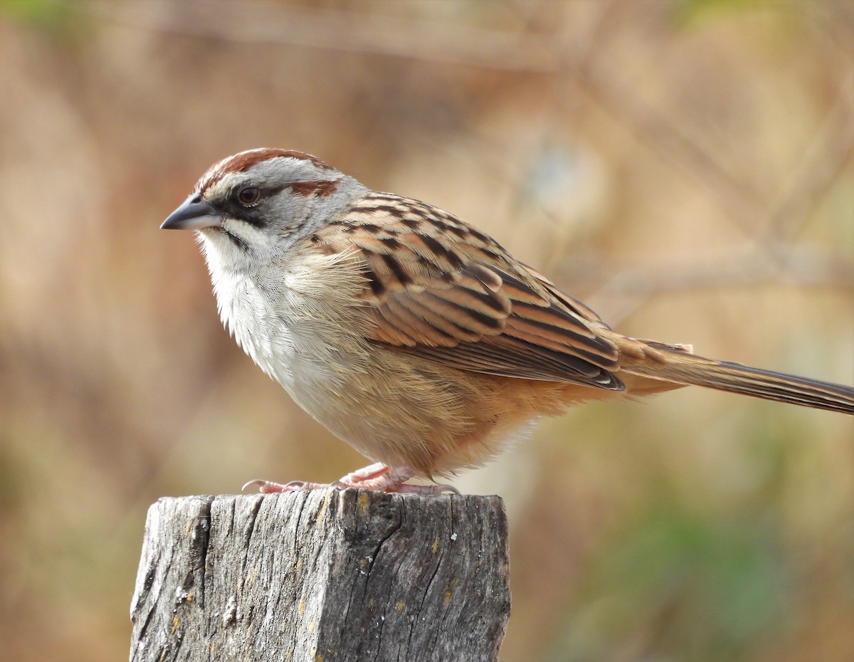 Yungas Sparrow - ML638612710