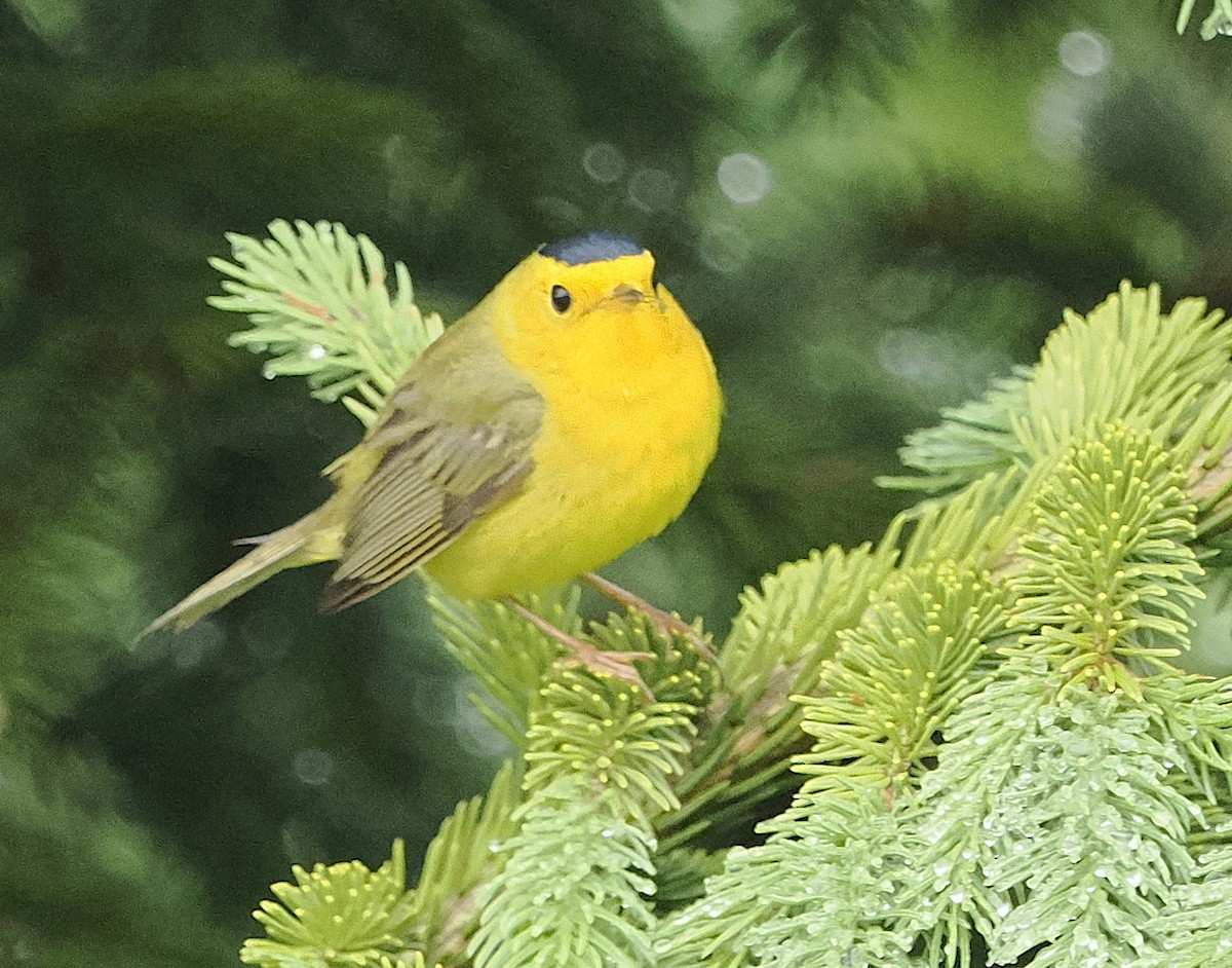 Wilson's Warbler - ML638612711