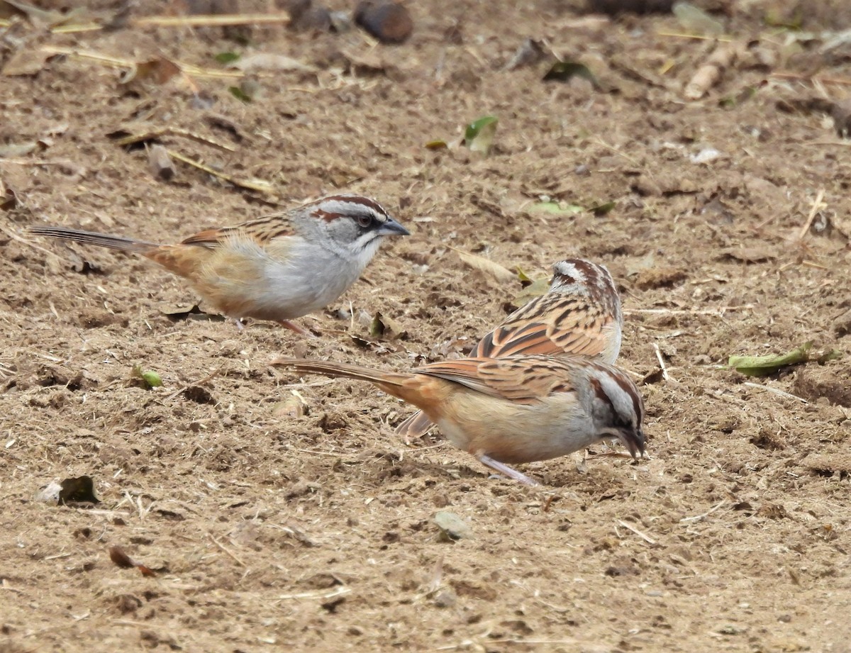 Yungas Sparrow - ML638612728