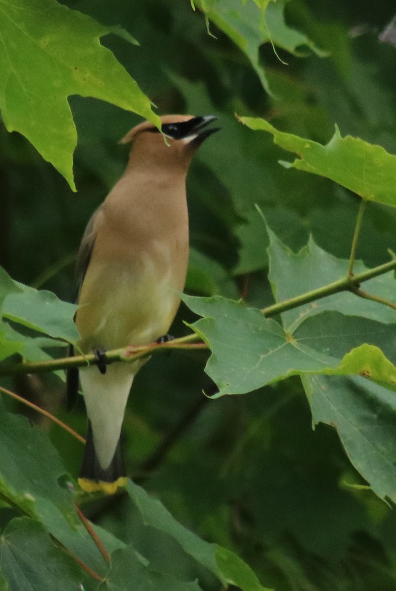 Cedar Waxwing - ML638612743