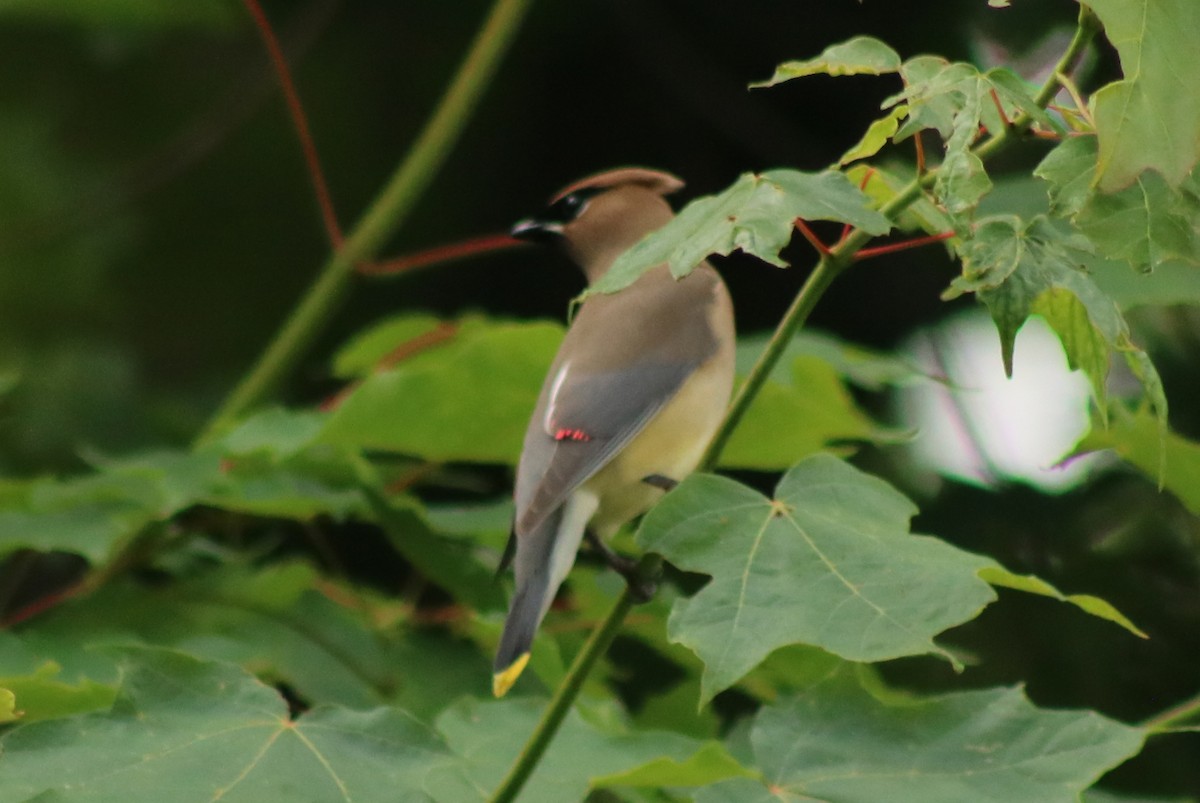 Cedar Waxwing - ML638612744