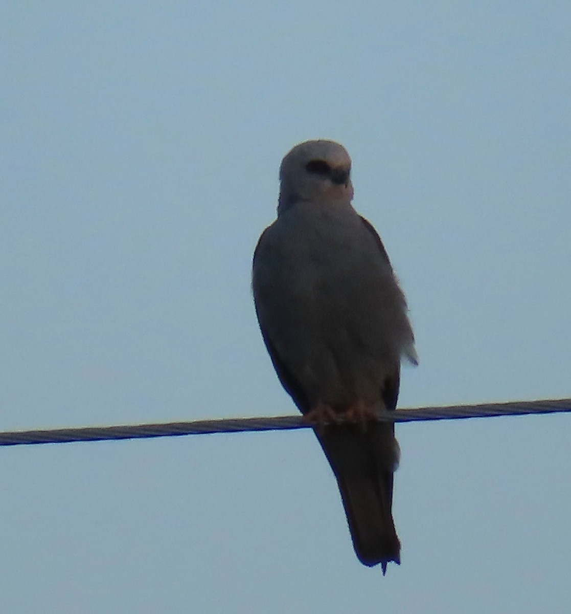 Mississippi Kite - ML638612750