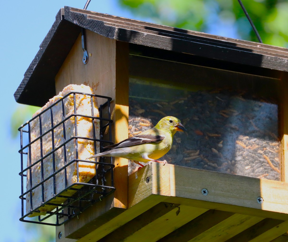 American Goldfinch - ML638612756