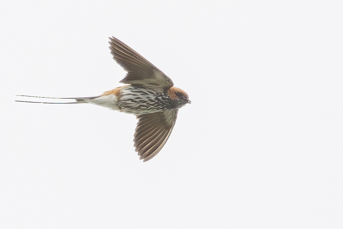 Lesser Striped Swallow - ML638612865