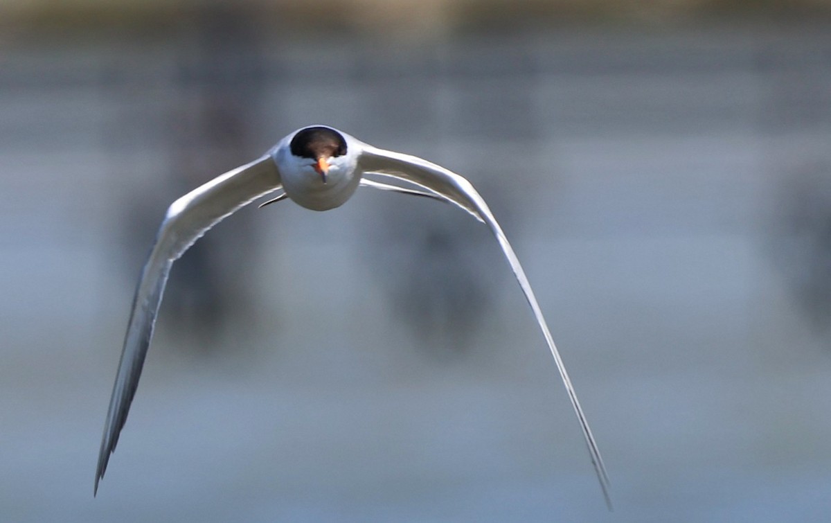 Forster's Tern - ML638612868