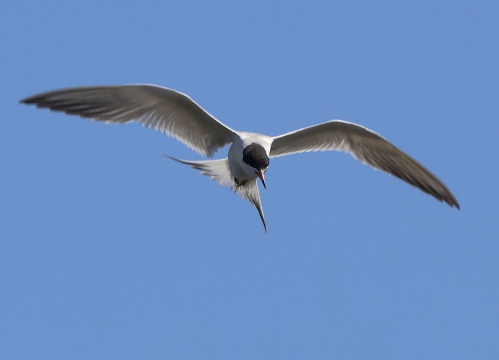 Forster's Tern - ML638612876