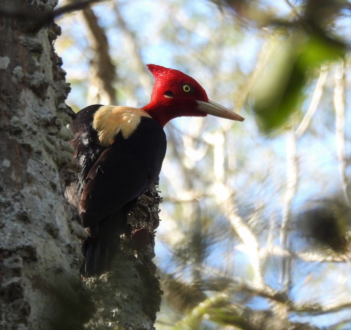 Cream-backed Woodpecker - ML638612879