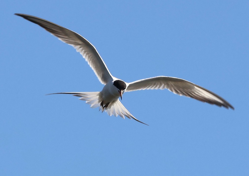 Forster's Tern - ML638612881