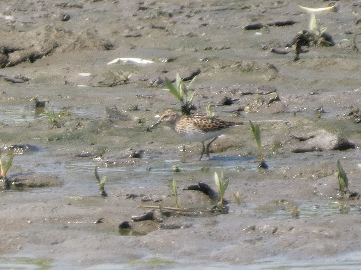 Least Sandpiper - ML638612904