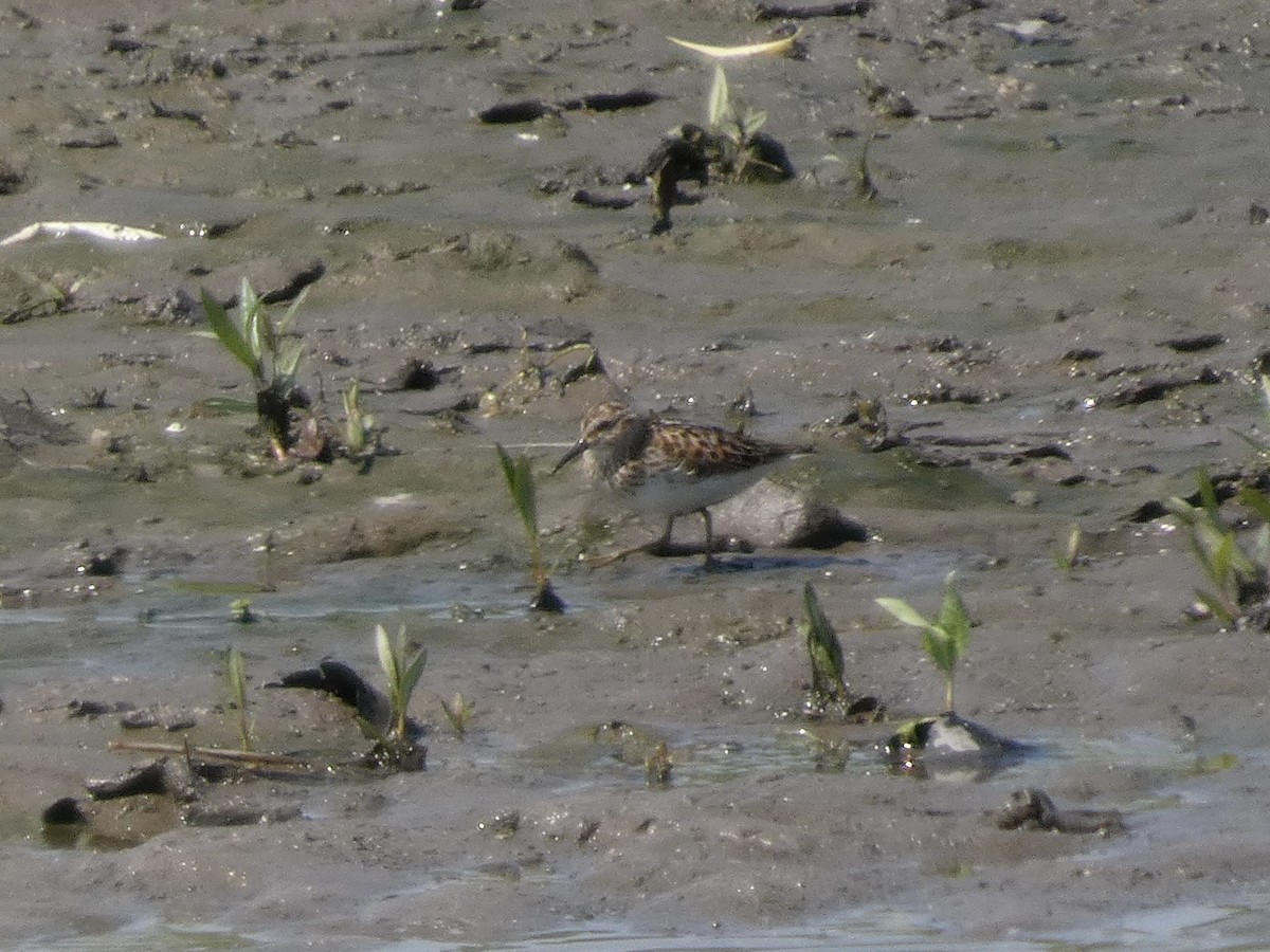 Least Sandpiper - ML638612905