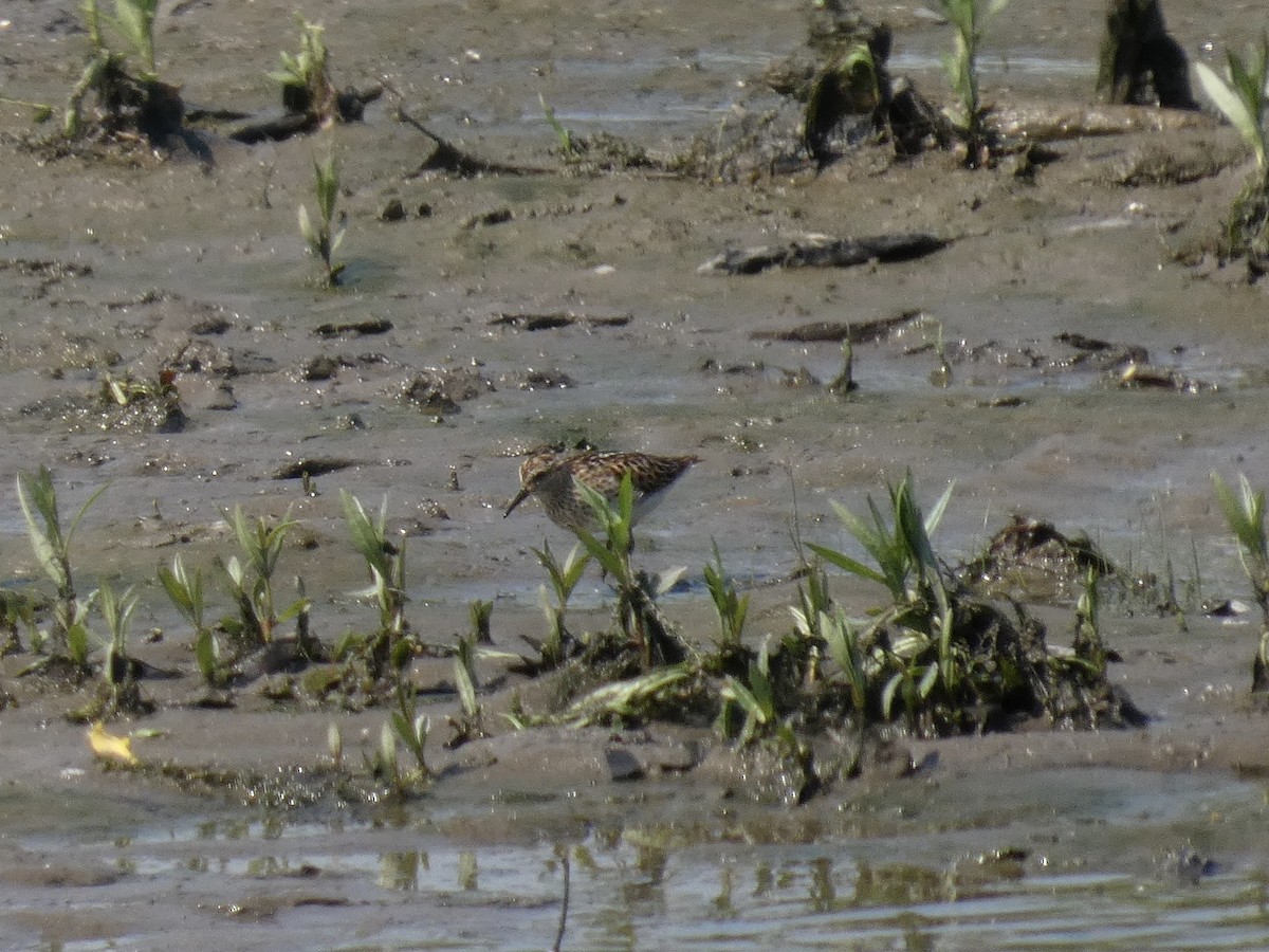 Least Sandpiper - ML638612906