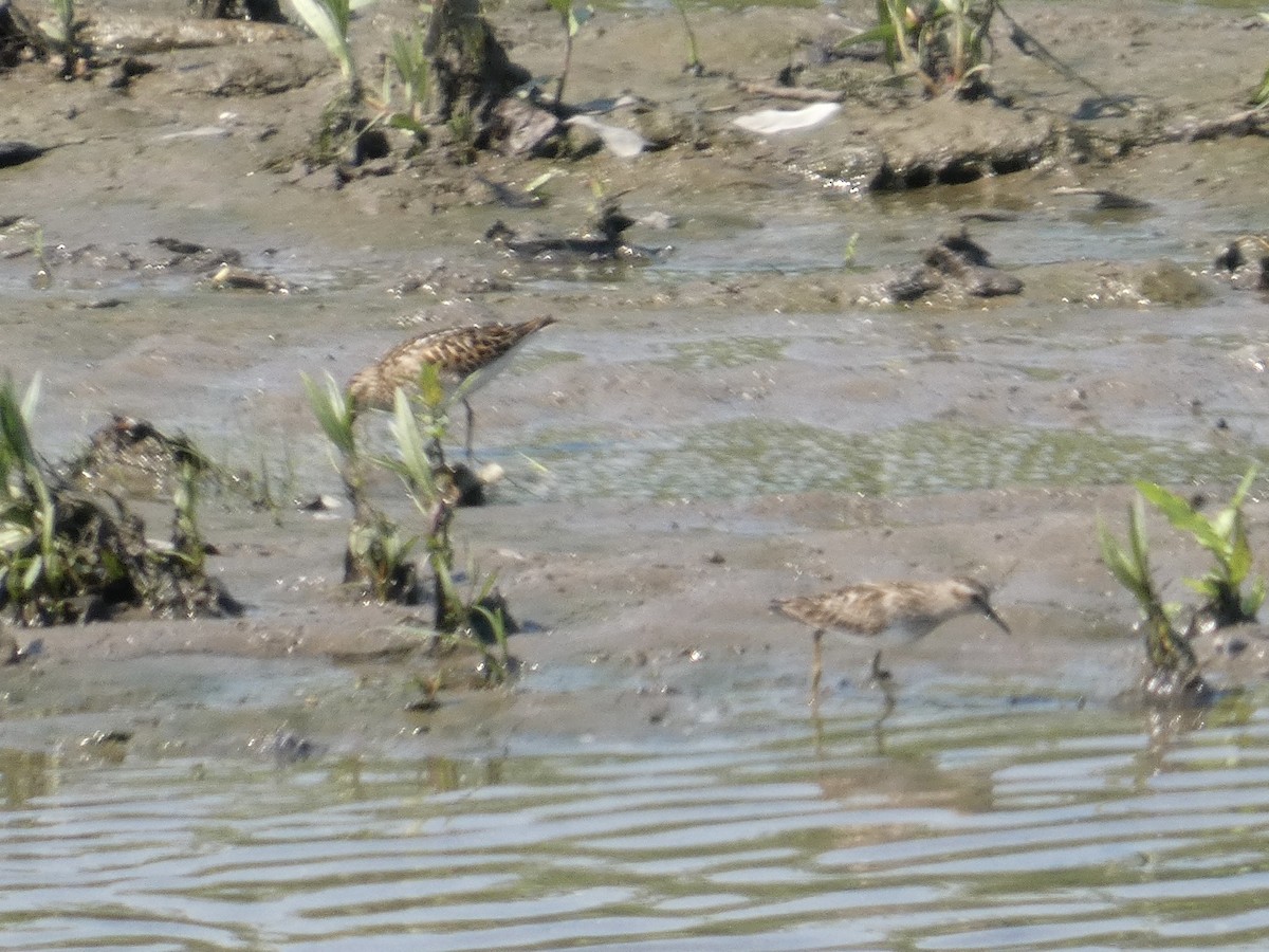 Least Sandpiper - ML638612907