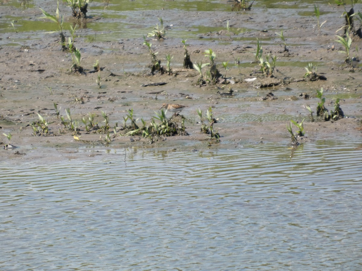 Least Sandpiper - ML638612909
