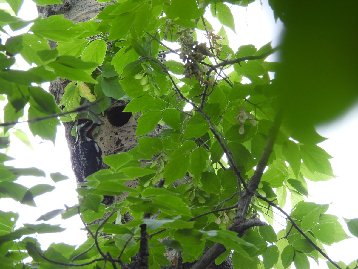 Yellow-bellied Sapsucker - ML638612911