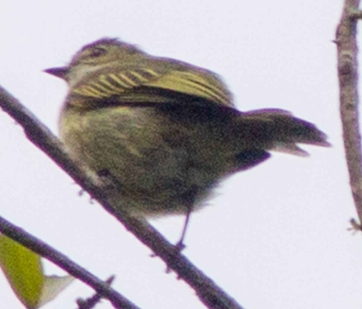 Mistletoe Tyrannulet - ML638612914