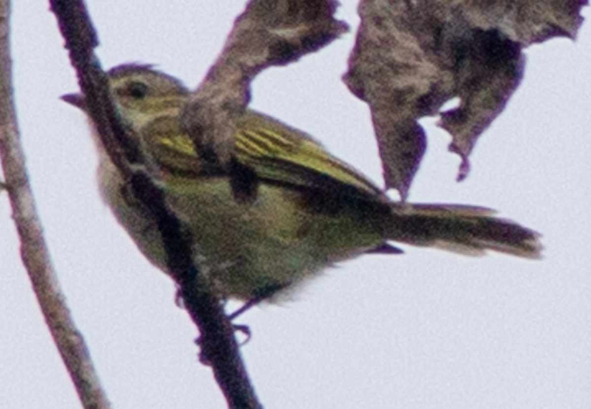 Mistletoe Tyrannulet - ML638612915