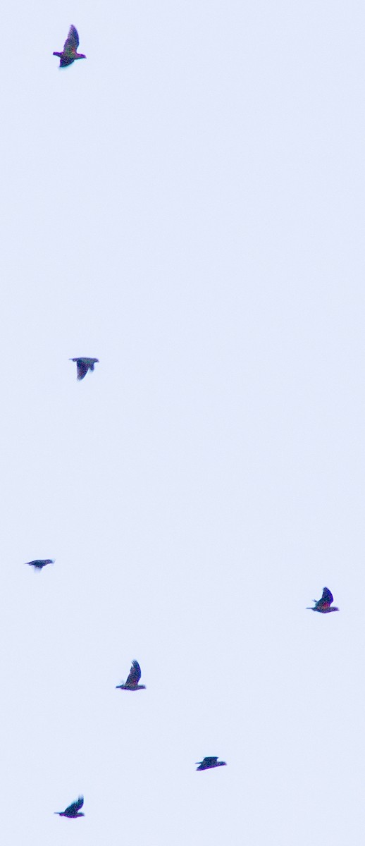 アカミミインコ - ML638612922