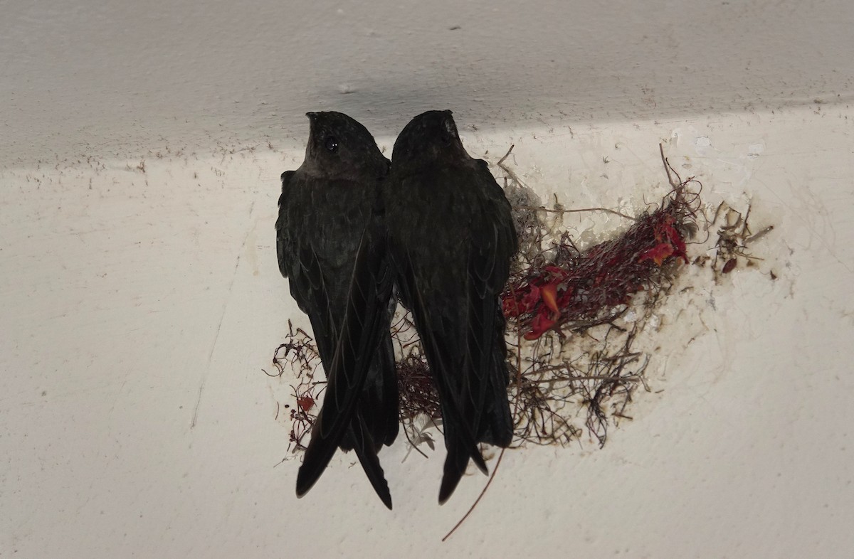 Cave Swiftlet - ML638612958