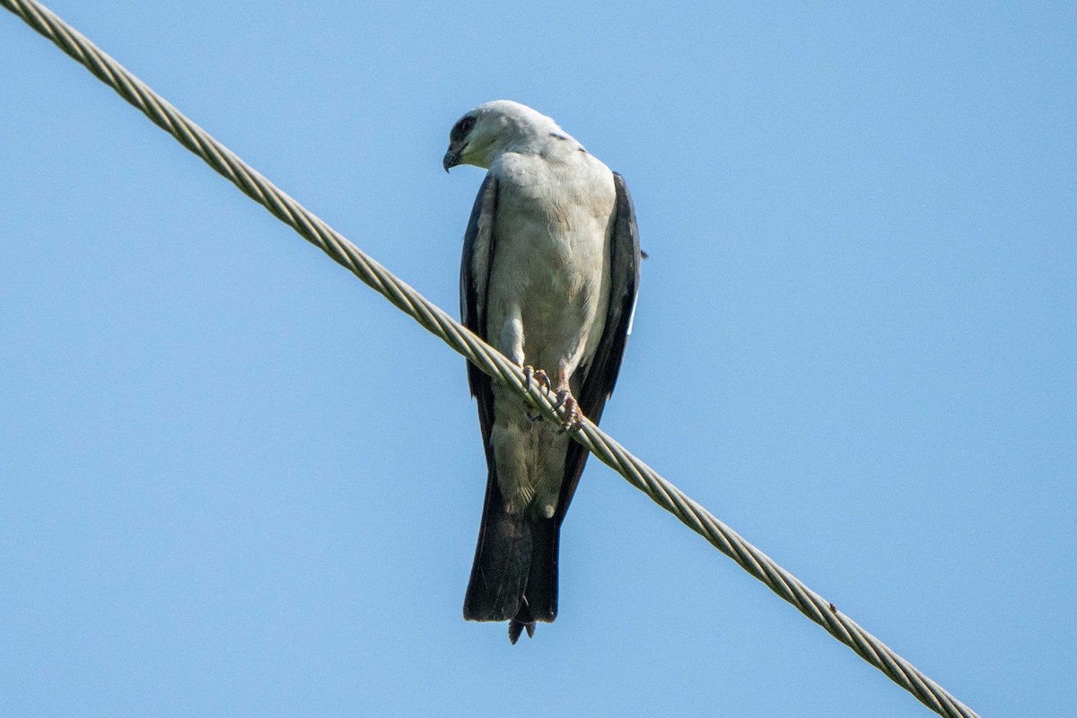 Mississippi Kite - ML638612968