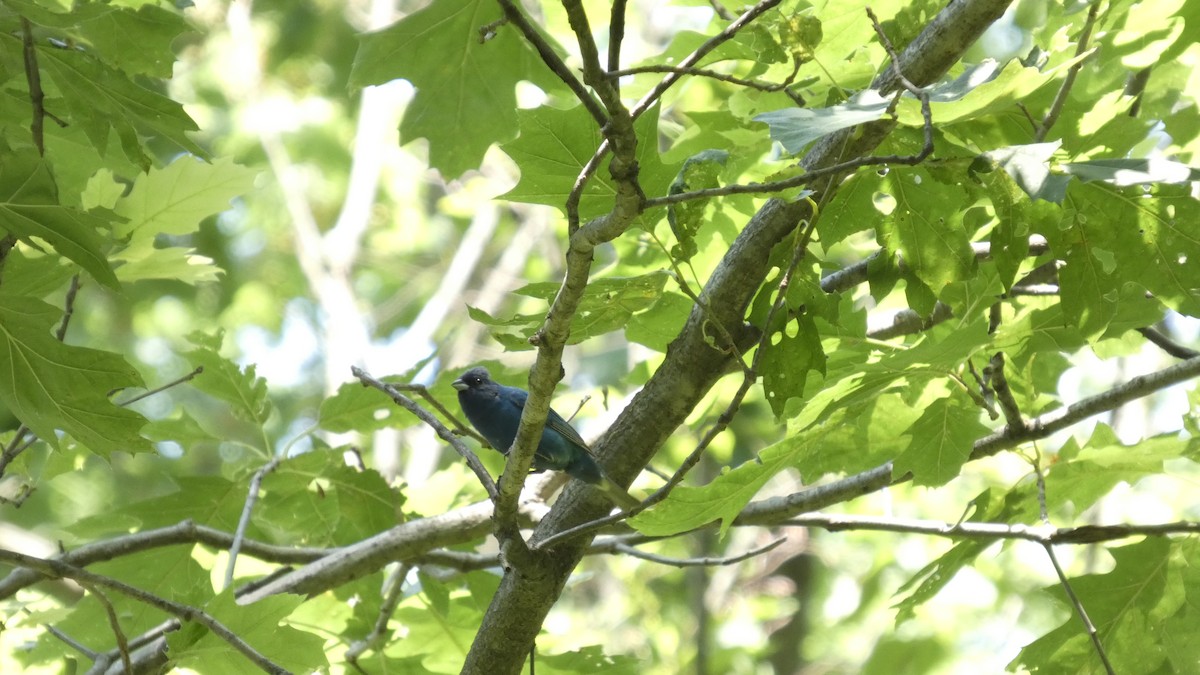 Indigo Bunting - ML638612991